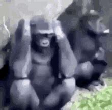 crazy monkey gif|monkeys going crazy gif.